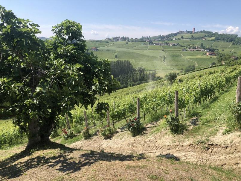 Tenuta Le More Calosso Eksteriør bilde